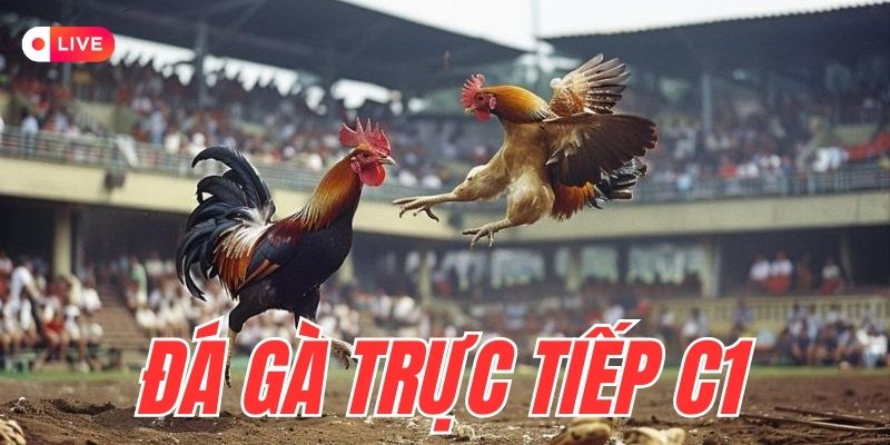 Theo dõi đá gà trực tiếp C1 trên trang web Hitclub