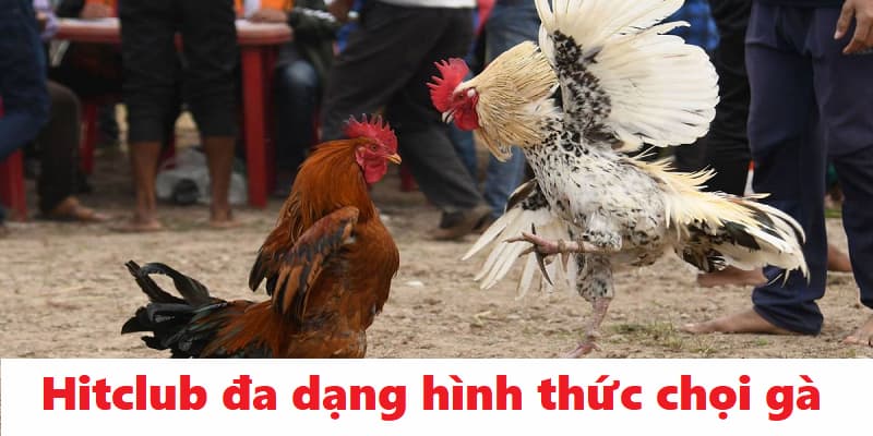 Hitclub mang đến đa dạng hình thức chọi gà trực tiếp